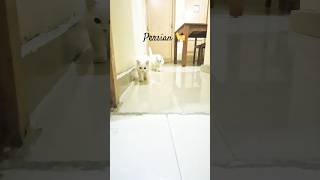 Why I Love My Persian Cat (and You Should Too) l kittens run