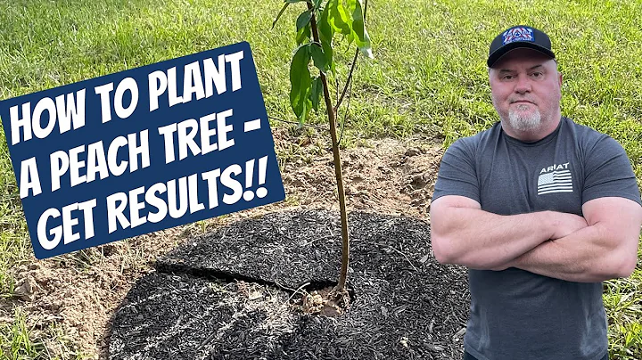 How to Plant a Peach Tree- GET RESULTS!! - DayDayNews