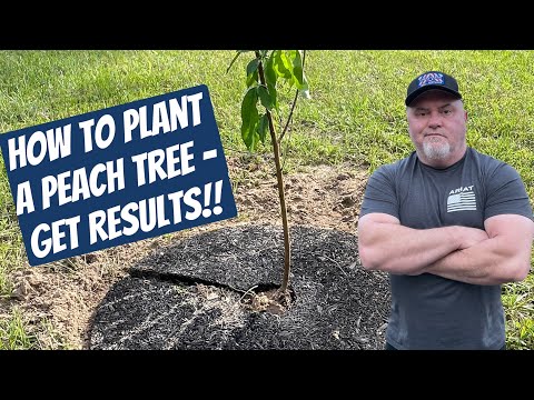 Video: Babcock-Pfirsichfrucht – Wachsende Babcock-Pfirsichbäume im Hausgarten