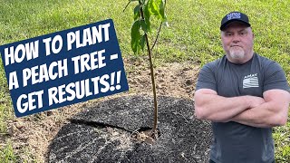 How to Plant a Peach Tree GET RESULTS!!