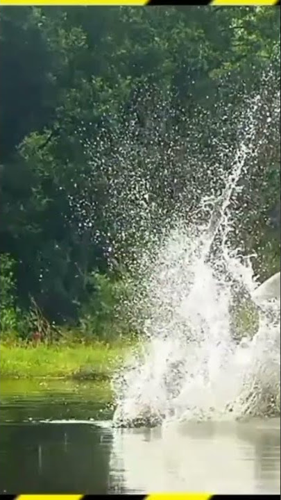 Ketajaman Burung Elang saat berburu mangsa|Burung Elang Dengan Kuku Tajamnya