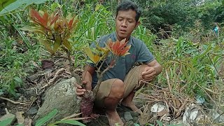 BAHAN BONSAI LANGKA ‼️ JARANG DI LIRIK PADAHAL CANTIK