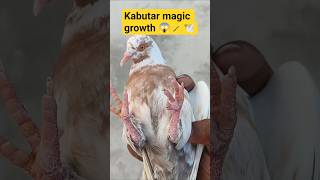 Kabutar Magical Growth😱🕊️#youtube #shorts #pigeon #kabutar #growth #pigeongrowth