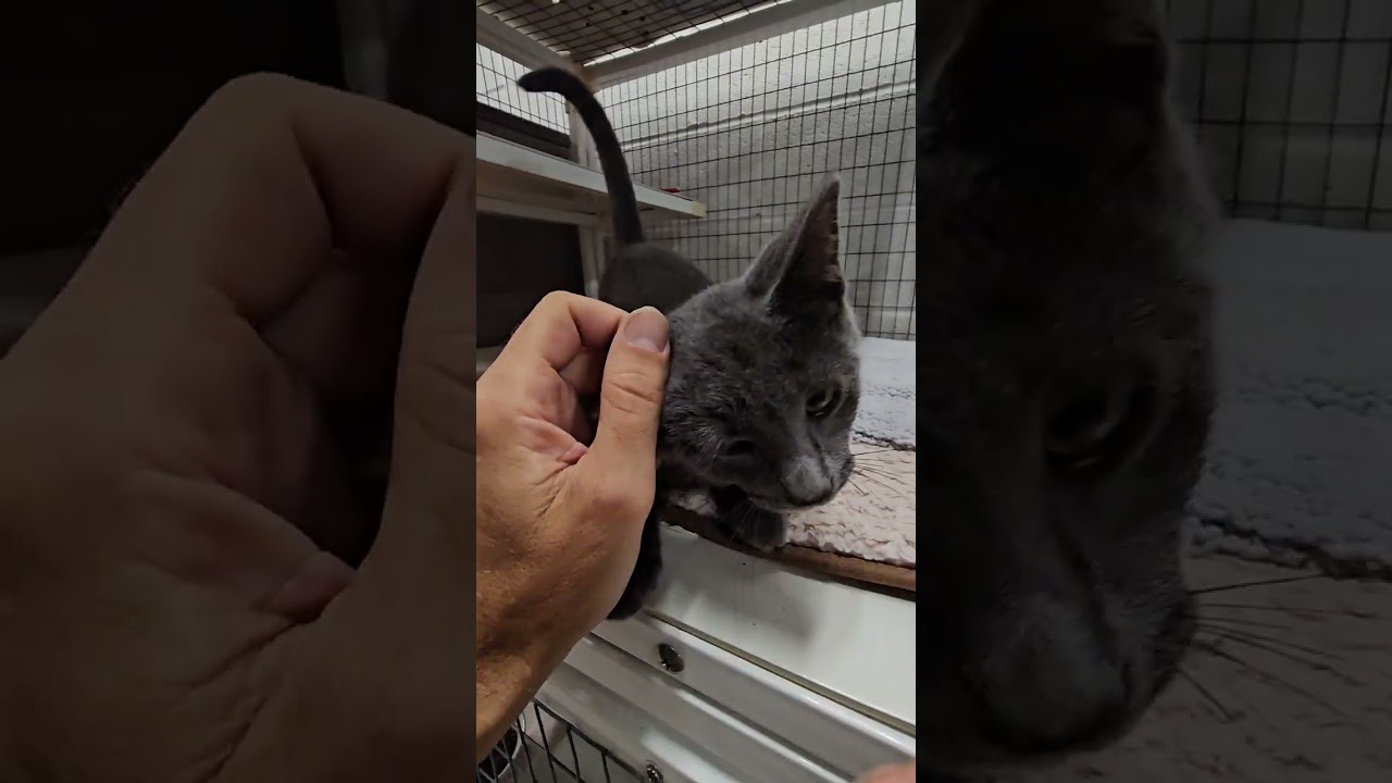 Kittens Available for adoption