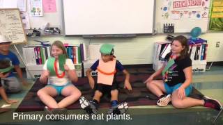 Primary And Secondary Consumers Primary And Secondary Consumers