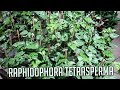 A LOT OF MINI MONSTERAS (Raphidophora Tetrasperma) | Summer 2020 Houseplant Tour