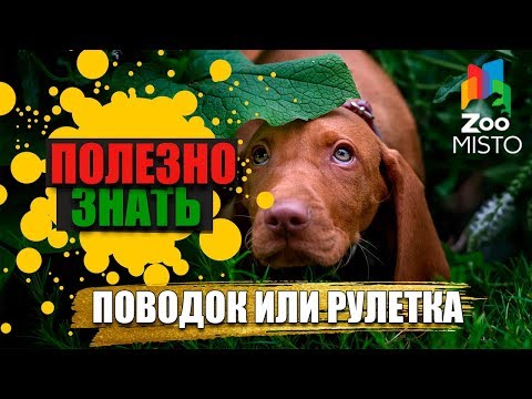 Полезно знать с ZooMISTO | Поводок или рулетка