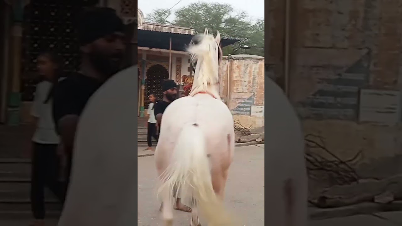 #horse