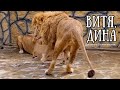 ВИТЯ и ДИНА спасаются от воды и получают сюрприз в коробке !!! Life of #lions