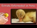 SOLUCION A RARA ENFERMEDAD DE PATOS