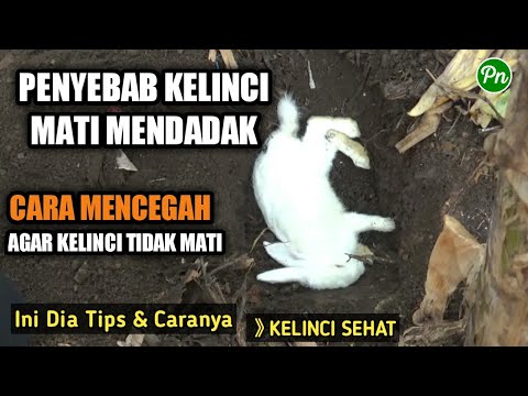 Video: Apakah kelinci mati?