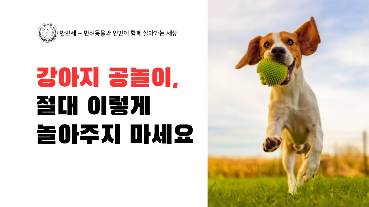 강아지 공놀이, 절대 이렇게 놀아주지 마세요 - 롱폼