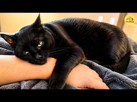 This Rescue Cat Was Abandoned as a Newborn. Eleven Years Later, He’s Still Her Baby