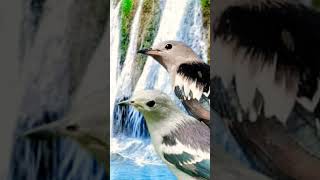 Jalak Kapas GACOR full isian MEWAH...‼️Vidio Shorts Part1