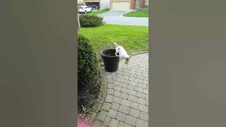 Puppy In A Pot!