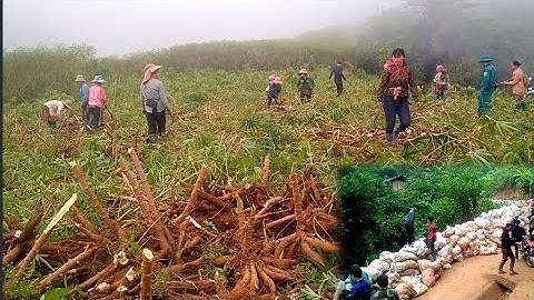 Lub sib hawn no peb niaj hnub dawj qog ntoo zoo li no swb 