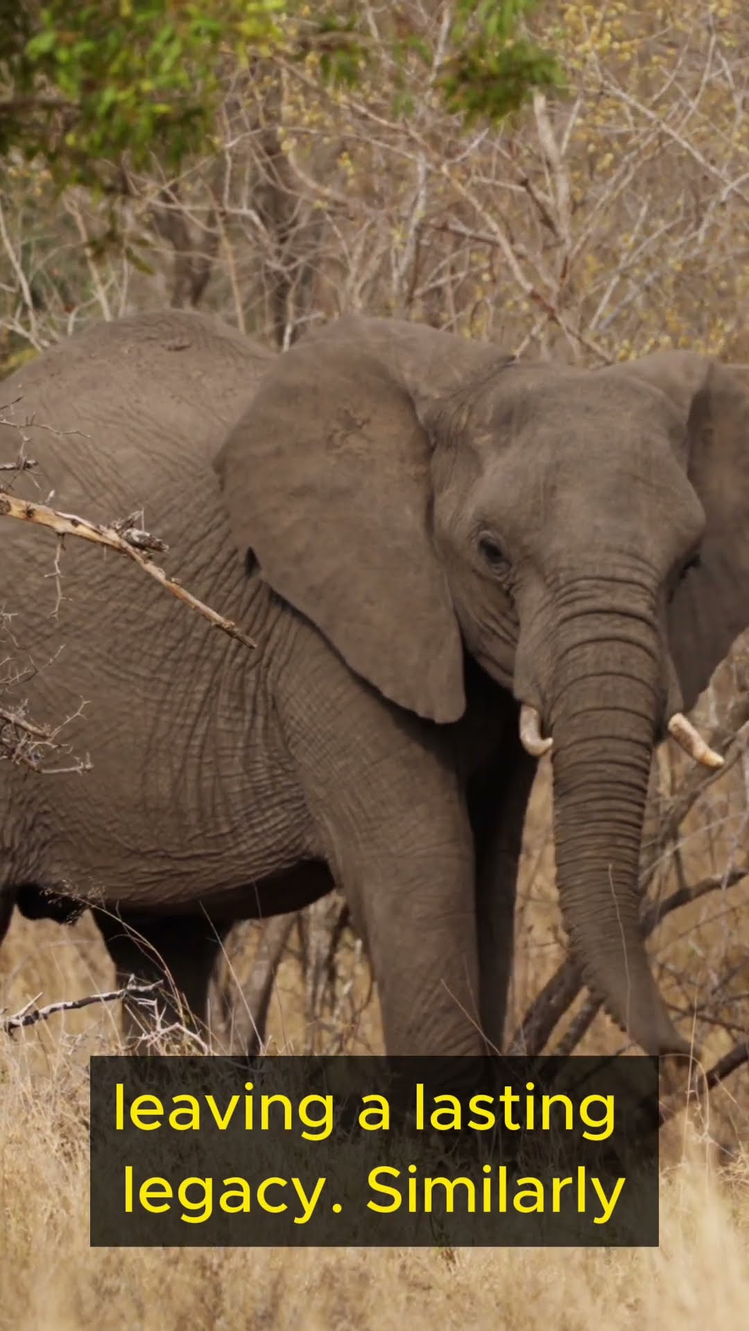 Life Lessons from Elephants   Part 5 #shorts  #lifelessons #wisdom #elephant #connection #growth