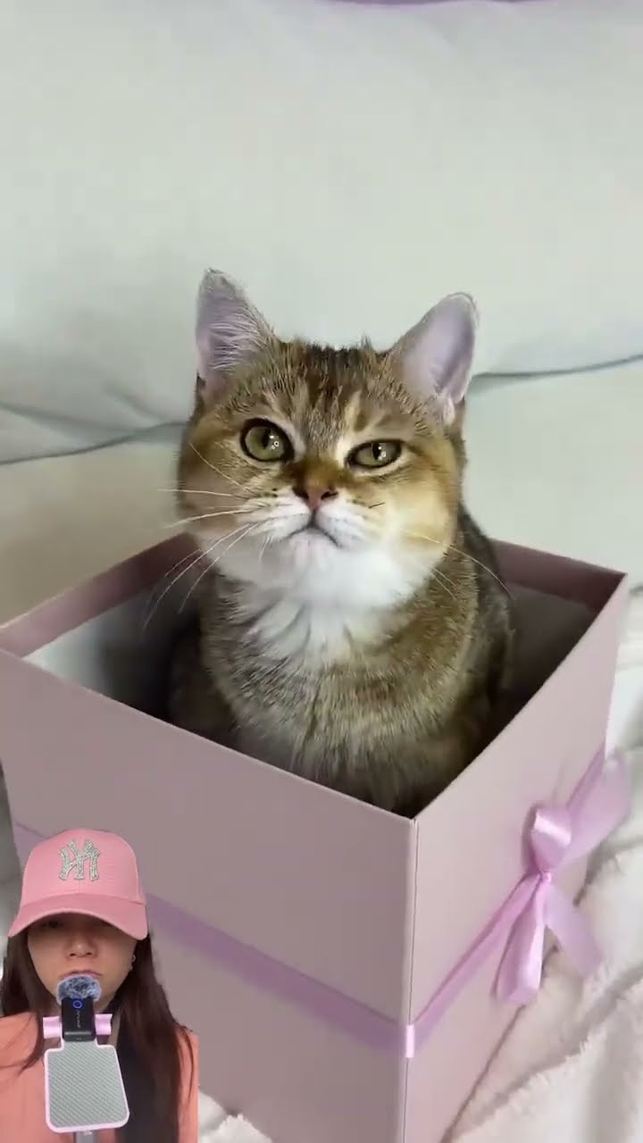 PILIH KUCING KIRI KANAN ⁉️IMUT LUCU BANGET ??#shorts #funny #dubbing