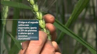 Un trigo más resistente a enfermedades