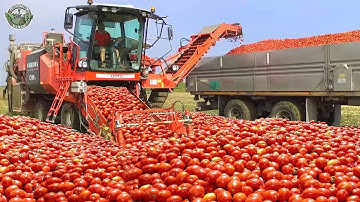 Memanen 27 Miliar Pon Tomat untuk Menghasilkan Saus Tomat dengan Cara Ini | Teknologi Pertanian