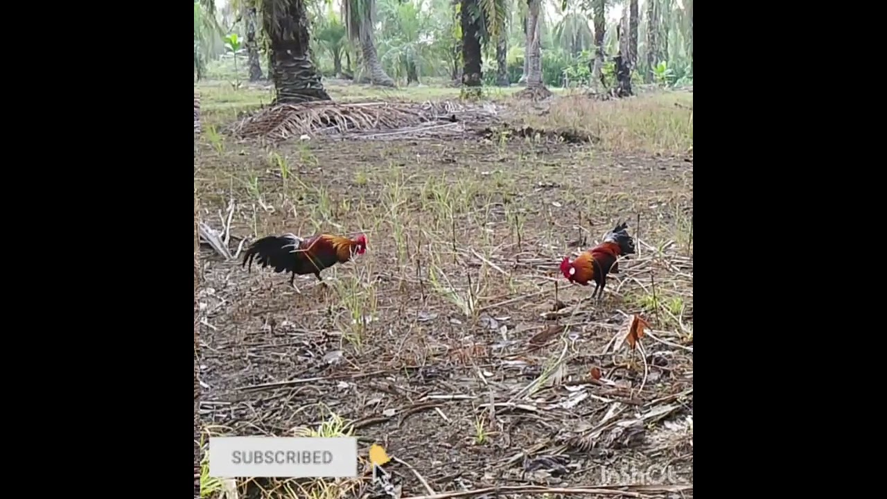 Sangat membuat emosi ayam hutan ini 