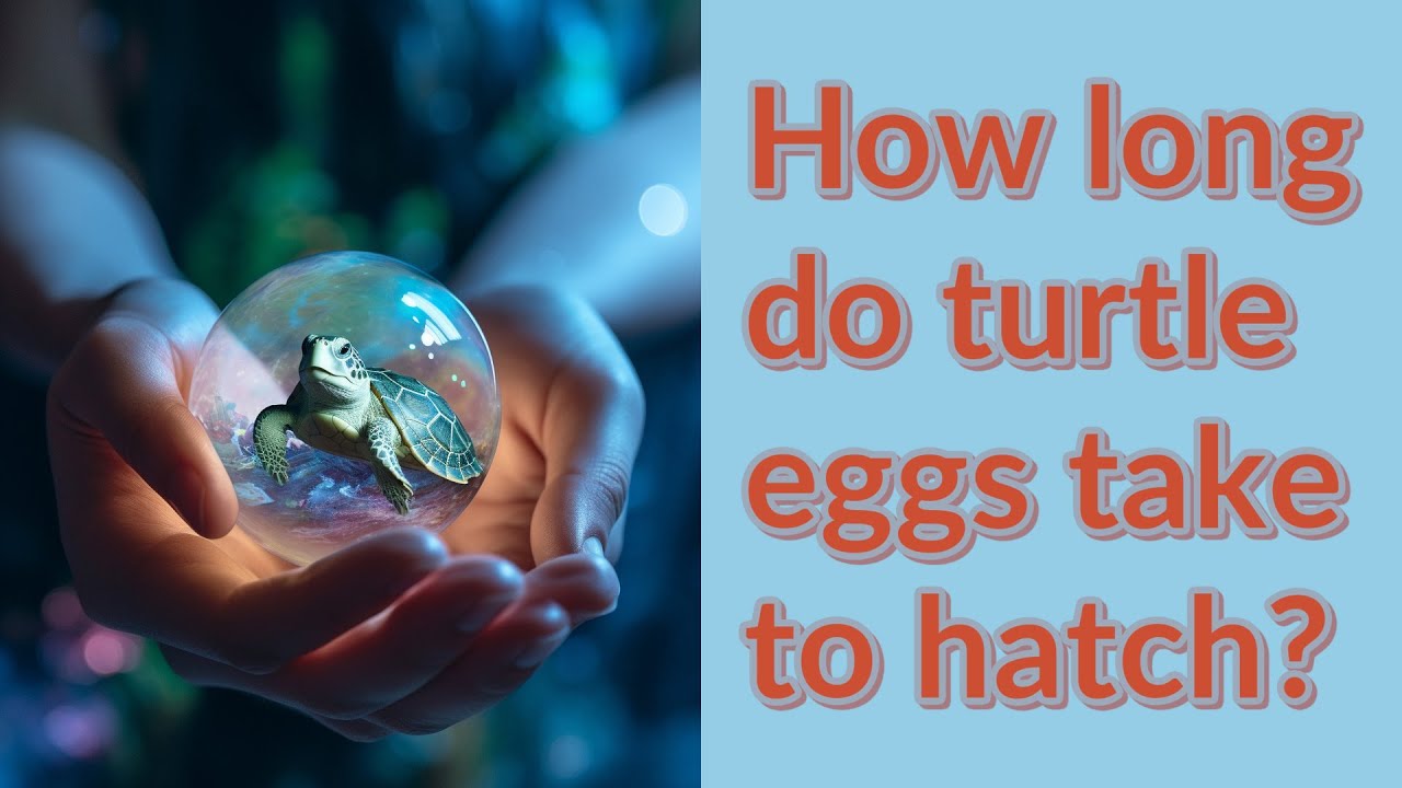 How long do turtle eggs take to hatch? YouTube