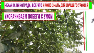 видео: 🍇 Не упустите момент. Когда, как, для чего ПРОВОДЯТ ЧЕКАНКУ ВИНОГРАДА. Особенности СЕВЕРНОЙ ЧЕКАНКИ! картинка: 🍇 Не упустите момент. Когда, как, для чего ПРОВОДЯТ ЧЕКАНКУ ВИНОГРАДА. Особенности СЕВЕРНОЙ ЧЕКАНКИ!