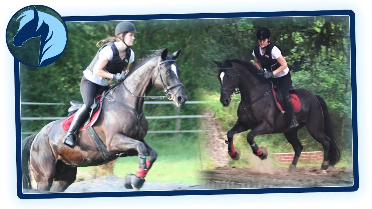 Ab auf den Geländeplatz - Feli wird Buschpferd!