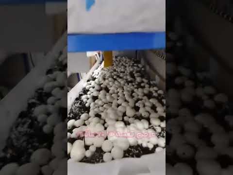 اگه میخوای وارد کار پرورش قارچ بشی و نمیدونی چقد سرمایه نیاز داری با من تماس بگیر ۶۳۲۱ ۱۰۹ ۰۹۳۳