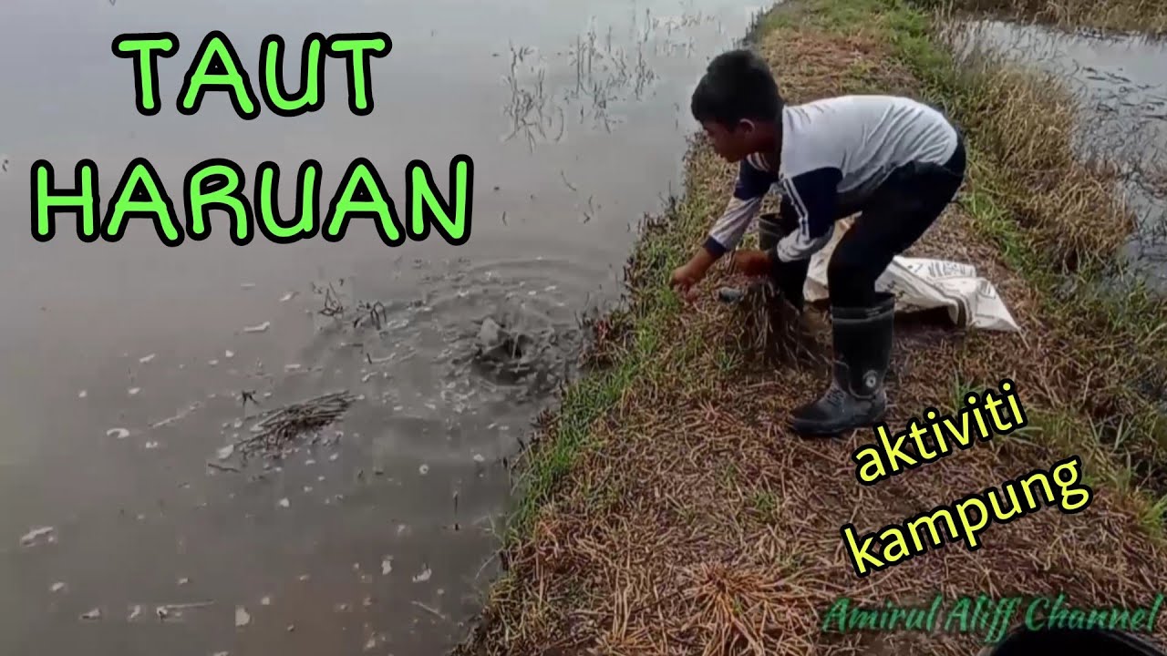 #EP680 Tahan Taut Ikan Haruan