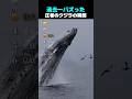 過去一バズった ! ? 圧巻のクジラの瞬間 TOP6
