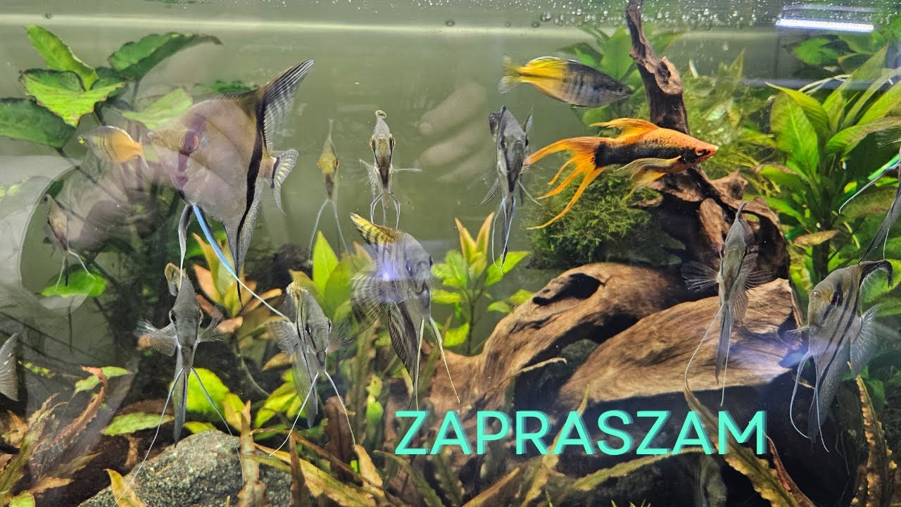 Giełda akwarystyczna Gliwice.