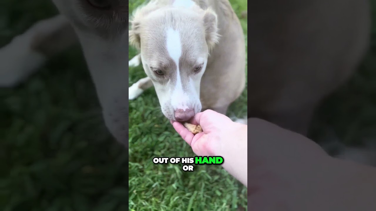 Dog Training: Group Training is Essential for Dawg Boss Clients