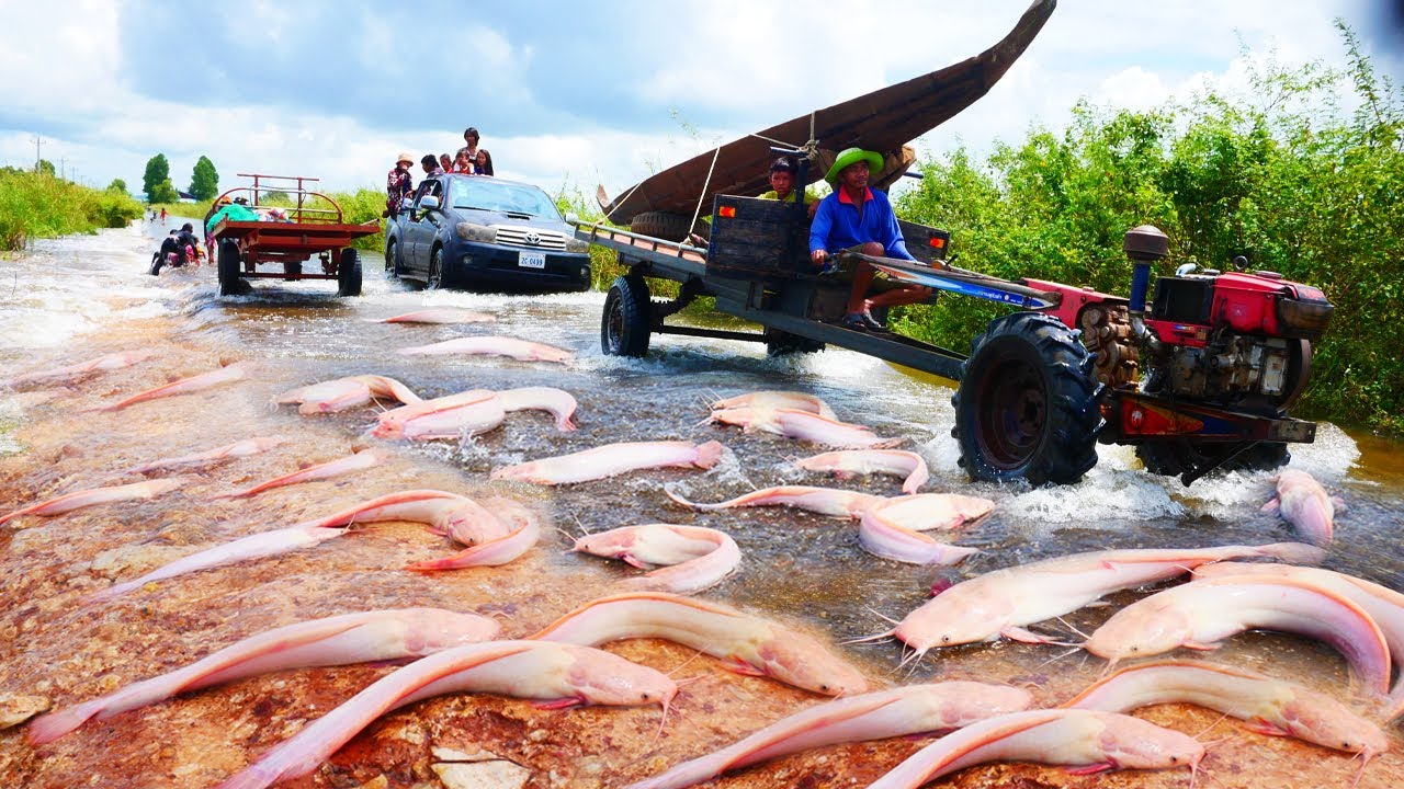 OMG! Found A lot Big Catfish on The Road after Crossing Water | Best Catching Catfish in Flooding
