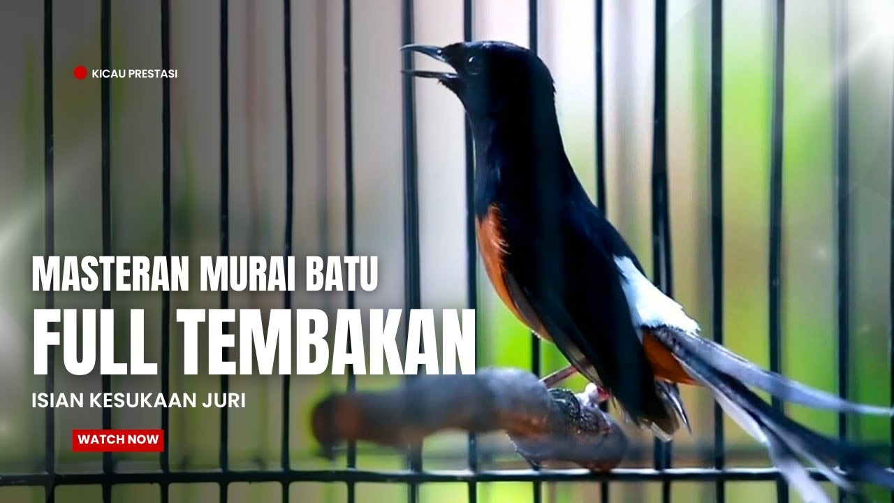 MURAI BATU GACOR FULL ISIAN TEMBAKAN MEWAH AMPUH UNTUK MELATIH MURAI BATU BONGKAR ISIAN