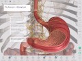 The GastroIntestinal Tract | Complete Anatomy Mp3 Song