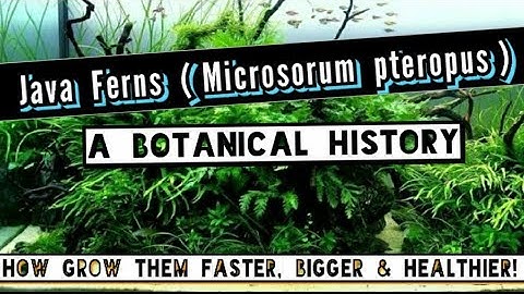 Java Ferns: Why Do My Leaves Have Dark Spots on Them? + Everything Else About Aquatic Fern Care.