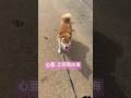 心亜さん、生まれて２回目の海。面白かったかい？　#dogsofinstagram #柴犬 #柴犬のいる暮らし #cute #shibainu #癒し #かわいい犬 #dogshorts #心亜
