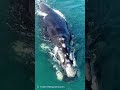 🐳セミクジラ／背美鯨！