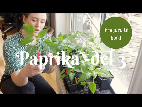 Video: Kan du dyrke paprika fra deres frø?