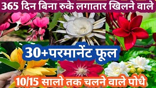 365 दिन बिना रुके लगातार खिलने वाले 20+परमानेंट फूल Parmanent Flowering Plant Grow In Summer 