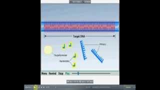 أساسيات تفاعل الـ PCR