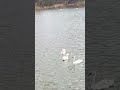 Черные лапки 🙀. Лебеди 🦢🌞
