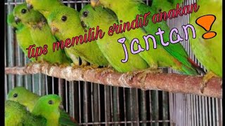 ampuh memilih srindit ijoan jantan