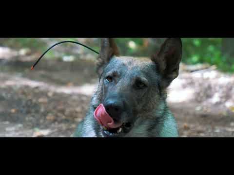 Videó: Top 10 leginkább keresett kis kutyafajták