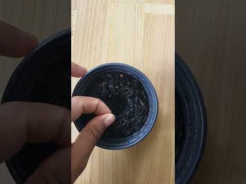       زراعة شجرة الرمان من البذور