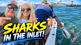 SHARKS in the OC Inlet - Ocean City, MD Fishing Report