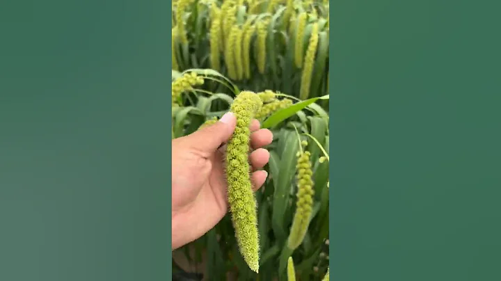 Let's Check Out The Millet Fields Original Sounds From Fields #satisfying #short - DayDayNews