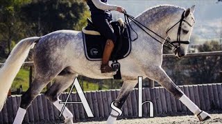 Ash || Dressage Music Video ||