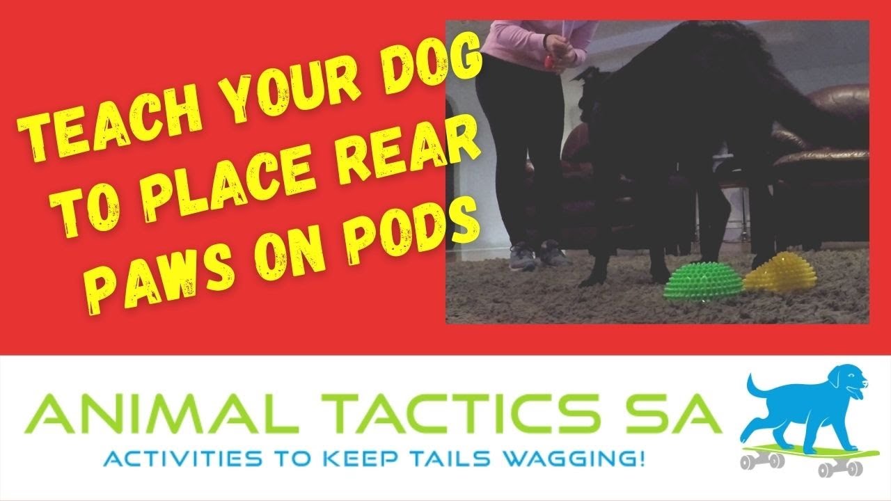 Teach Your Dog to Place Rear Paws on Pods - Natural, Animal Tactics